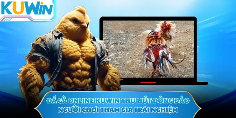 Đá gà online KUWIN thu hút đông đảo người chơi tham gia trải nghiệm