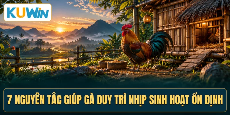 7 nguyên tắc giúp gà duy trì nhịp sinh hoạt ổn định
