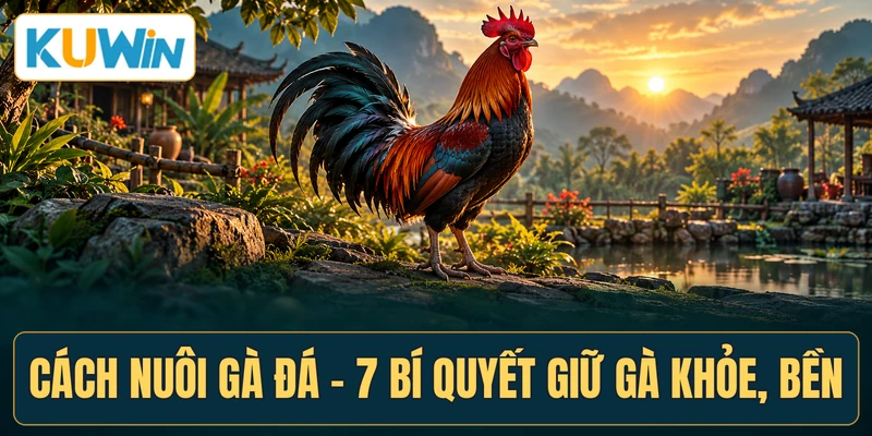 Cách Nuôi Gà Đá - 7 Bí Quyết Giữ Gà Khỏe, Bền